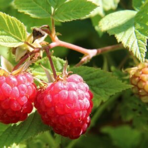 raspberries, raspberry bush, food, close-up, raspberries, raspberry bush, raspberry bush, raspberry bush, raspberry bush, raspberry bush