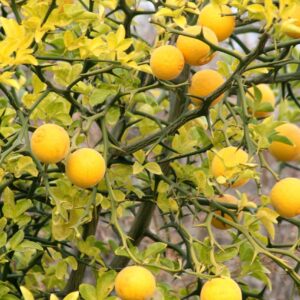 citron, lemon tree, growing lemon tree, lemon crop, fruit, nature, wood, garden, ecological, bio, fruits, citron, citron, citron, citron, citron, lemon tree, lemon tree, lemon tree
