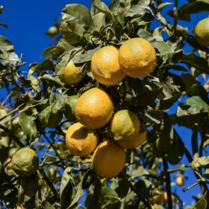 lemon, lemon tree, morning, fruit, winter, yellow, lemon, lemon tree, lemon tree, lemon tree, lemon tree, lemon tree