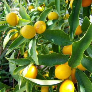 lemon tree, yellow fruit, lemon crop, lemon tree, lemon tree, lemon tree, lemon tree, lemon tree
