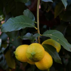 lemons, lemon tree, tree, fruits, food, healthy, sheets, branches, citric, citrus, vitamins, nature