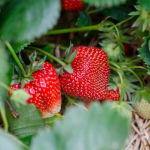 strawberries, strawberry patch, strawberry garden, fruit picking, harvest, strawberry plant, strawberries, strawberries, strawberry plant, strawberry plant, strawberry plant, strawberry plant, strawberry plant