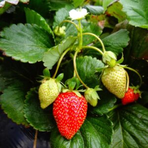 strawberry plant, strawberry, fruit, green fruits, green strawberry, strawberry plant, strawberry plant, strawberry plant, strawberry plant, strawberry plant