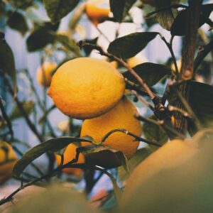 lemons, lemon tree, citrus fruits, fruits, nature, autumn, fall