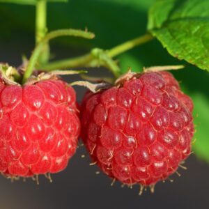 raspberries, red, fruit, berry, ripe, summer, fresh, raspberry bush, close up, garden, nature, juicy, cute, aroma, germany