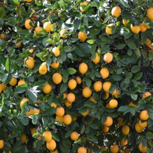 lemon, lemon tree, citrus, backyard, green tree, green lemon, lemon tree, lemon tree, lemon tree, lemon tree, lemon tree