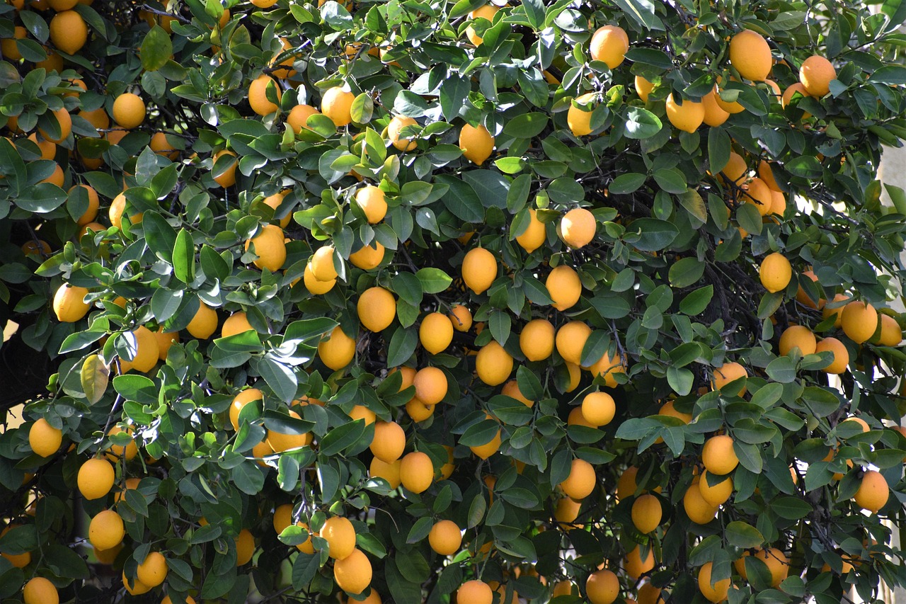lemon, lemon tree, citrus, backyard, green tree, green lemon, lemon tree, lemon tree, lemon tree, lemon tree, lemon tree