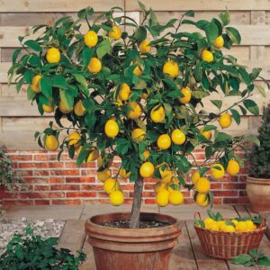 citronniers \ matheo